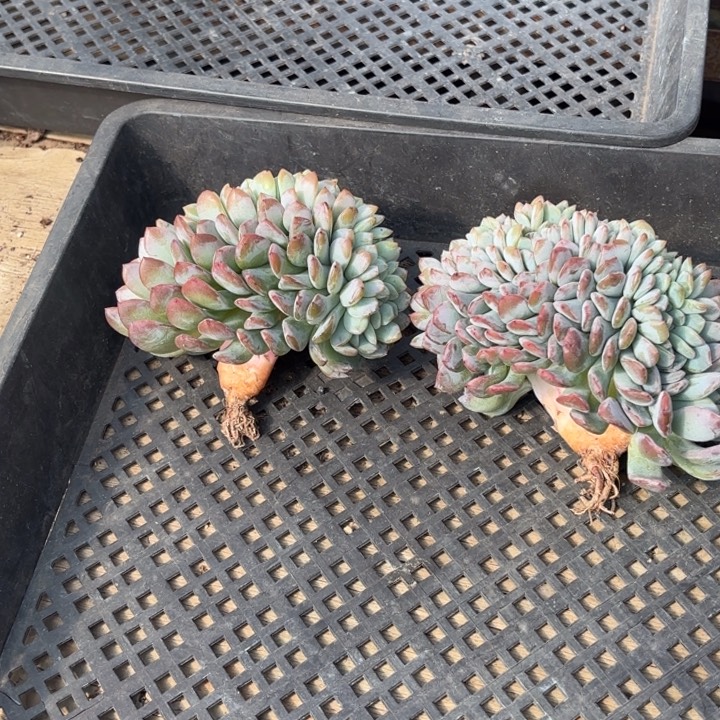 柒***节的吐司快乐健健康康