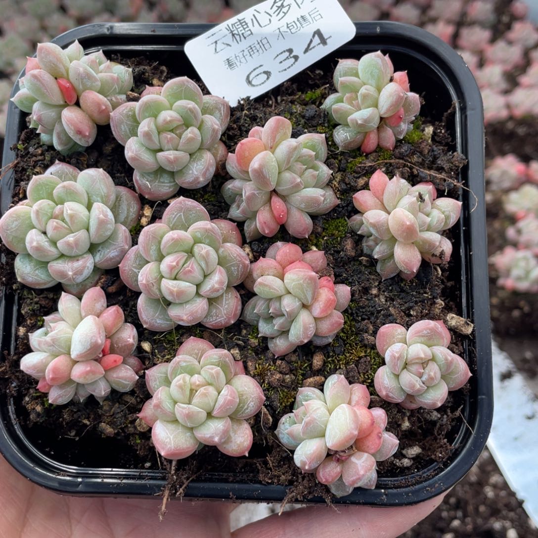 云糖心多肉植物634