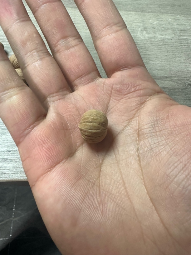 猴头原皮手串南瓜款，现卡现串