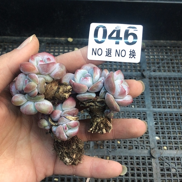 星影石榴籽福利出咯 046