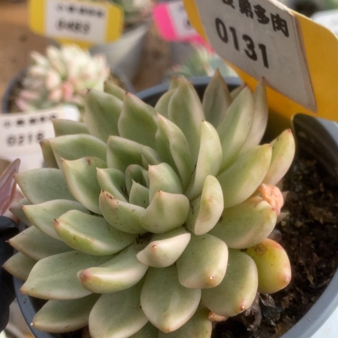 131东云杂锦锦锦锦锦