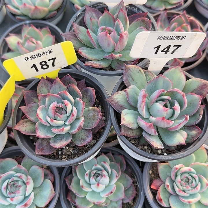 .***阳129，187，147 惊鸿仙子多肉植物6-9cm