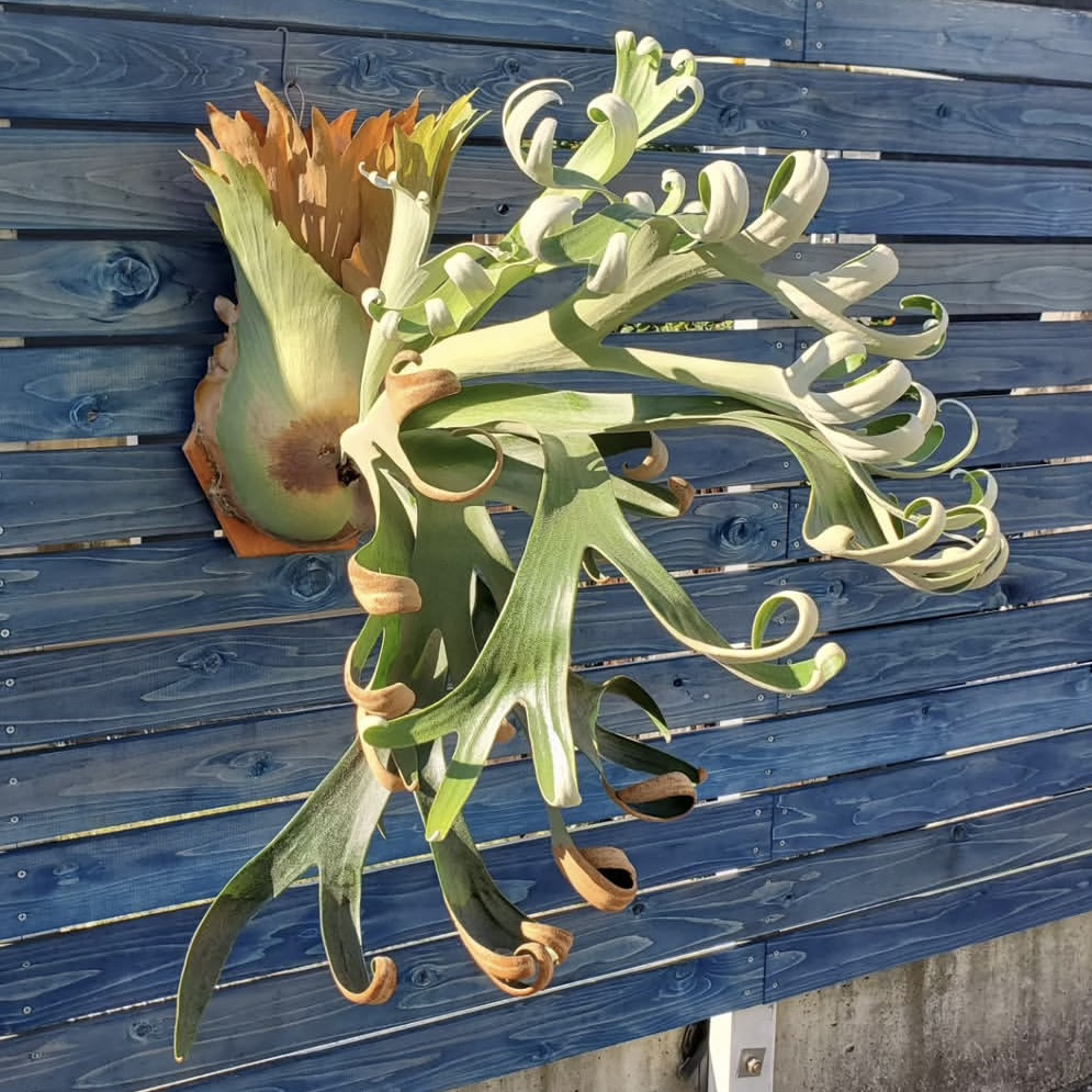 FSQ冯诗琪鹿角蕨卷卷鹿孢子苗