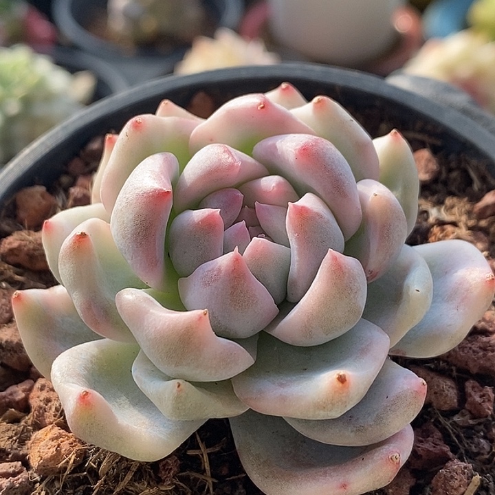 粉吉锦多肉植物多肉