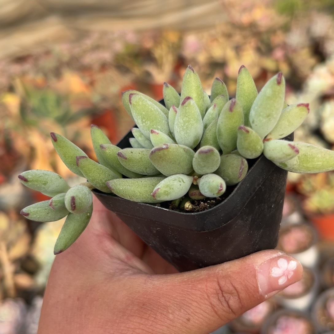 多肉植物多肉植物