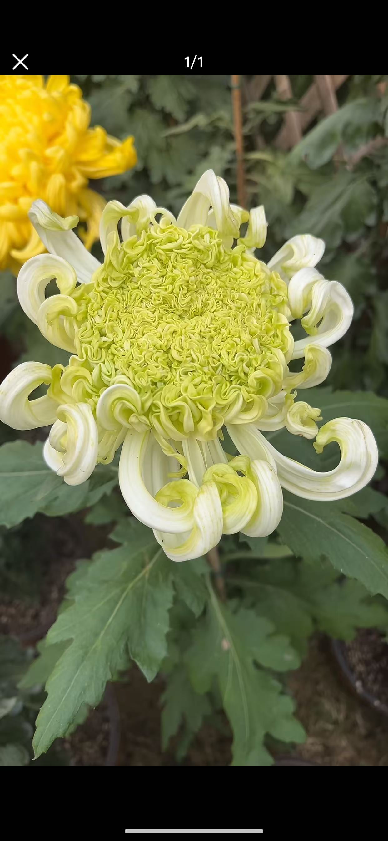 【白夔龙】传统大菊盆栽九月菊 室外庭院阳台新手多年生草本花卉