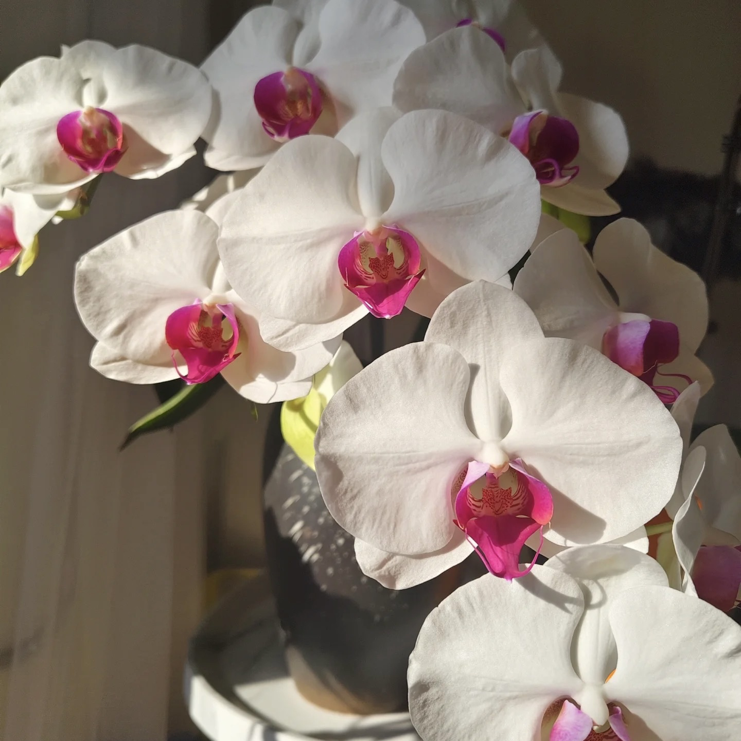 9号蝴蝶兰【白花红心】一见钟情超大花3.5加高苗 无梗