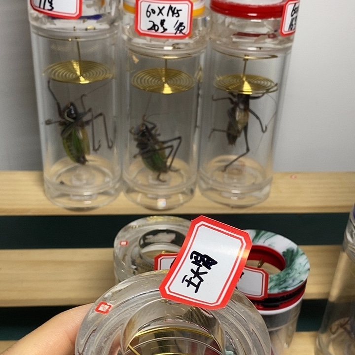 蝈蝈60-110单蝈蝈王大胃