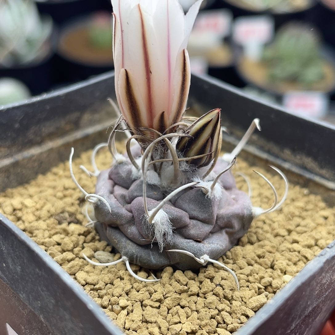 实生紫皮乌城丸娇丽