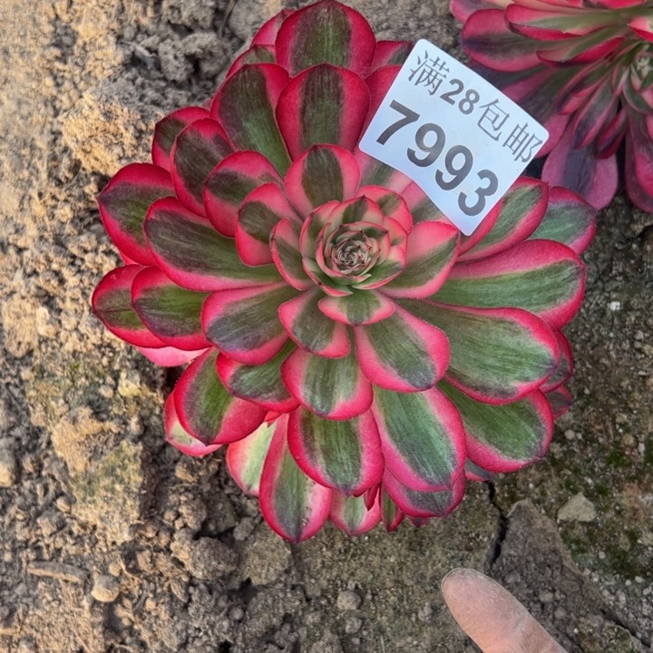 7993南倾城多肉植物