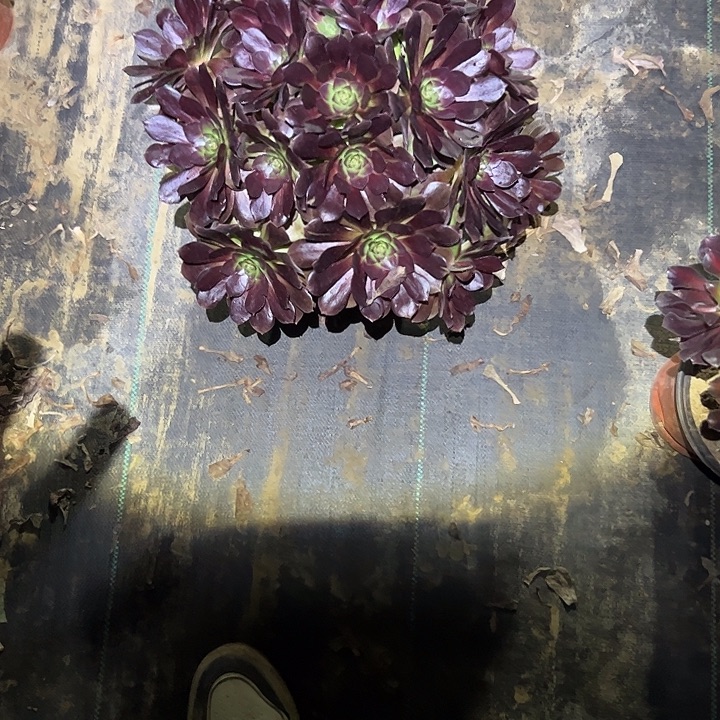 不包侧枝一物一拍5