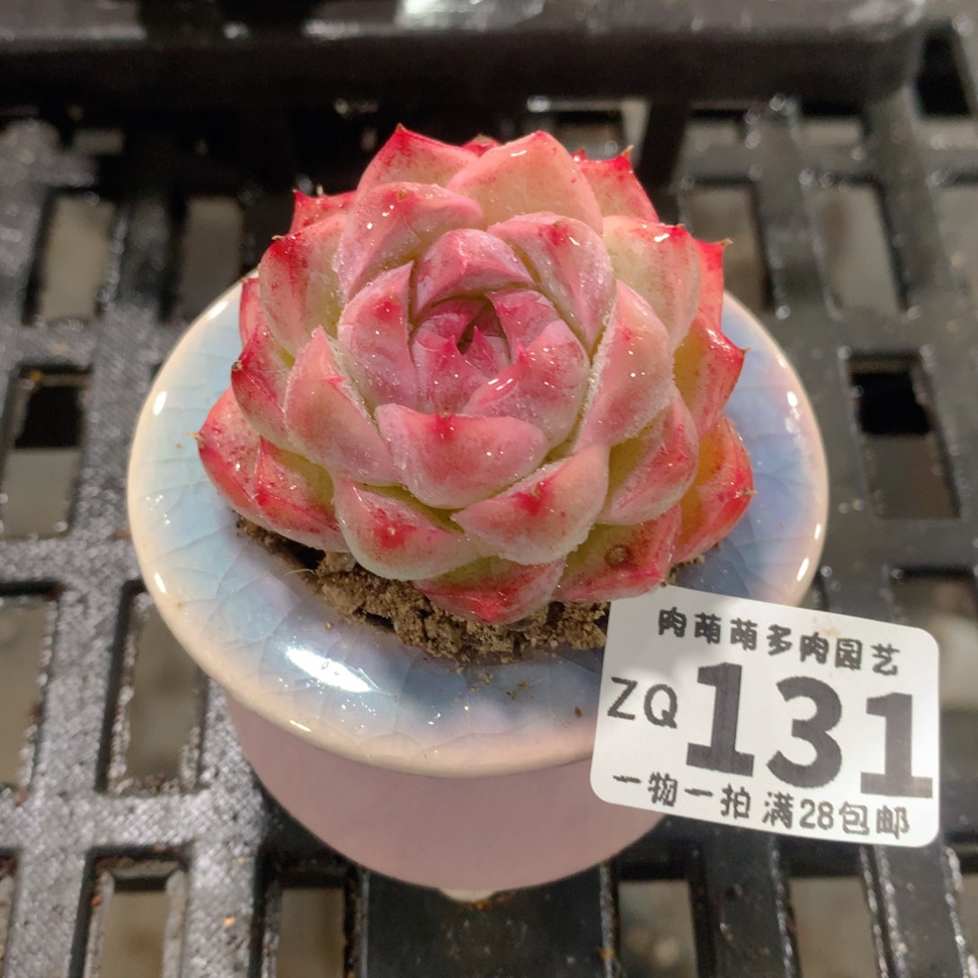 肉萌萌拇指盆精控多肉ZQ131