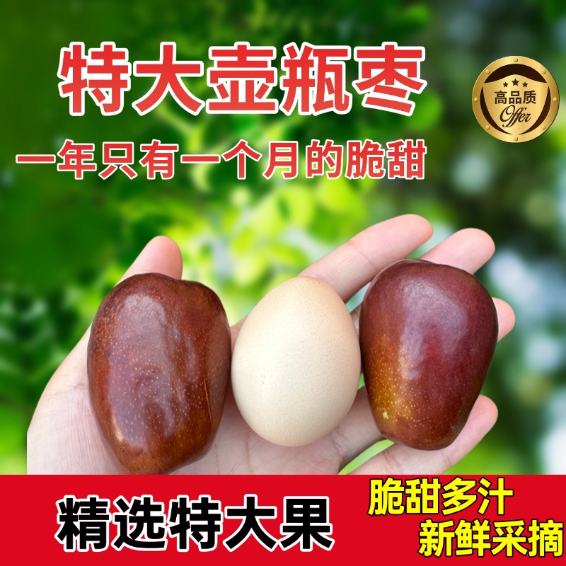 山西太谷壶瓶枣特大枣