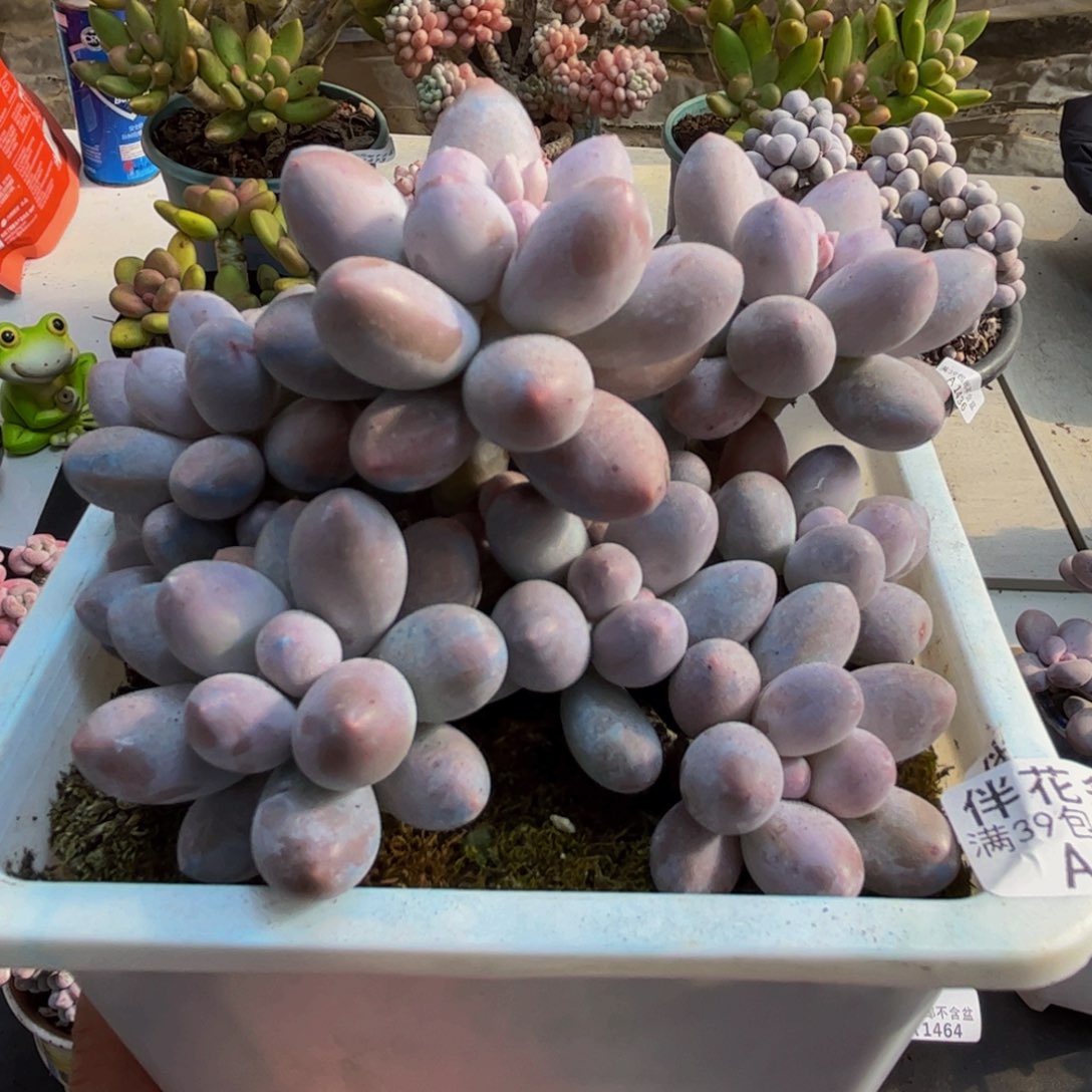 128汤圆奶酪12cm多肉植物
