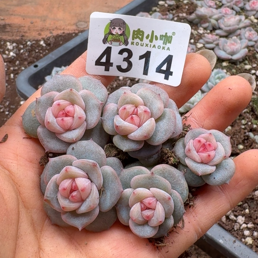 多肉植物多肉植物