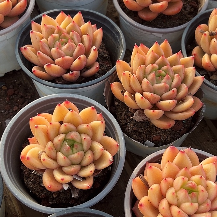 团  080     星空 珍妮