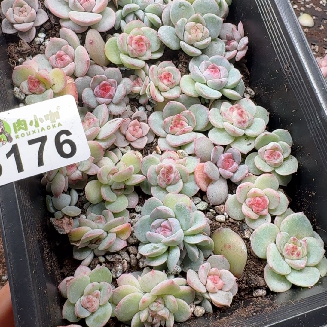 嘉***多肉植物多肉植物