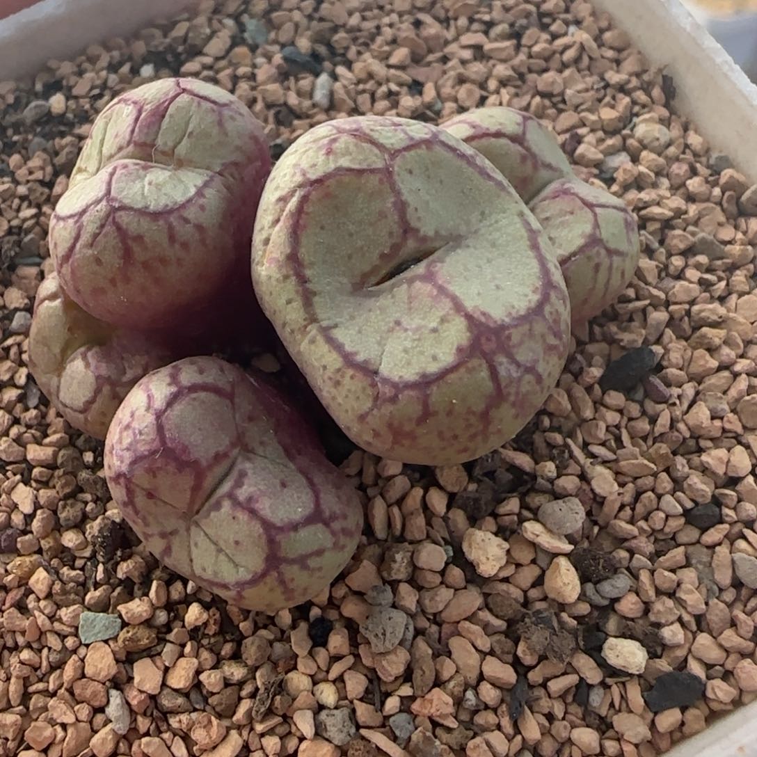 1.27多肉大紫猴后代猴脸35号链接