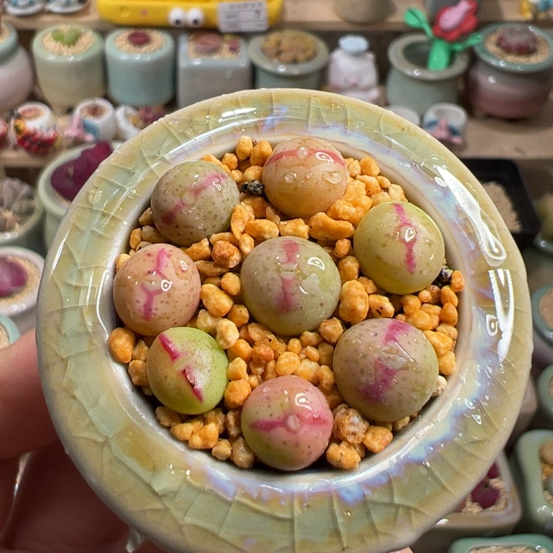 多肉植物14号少将