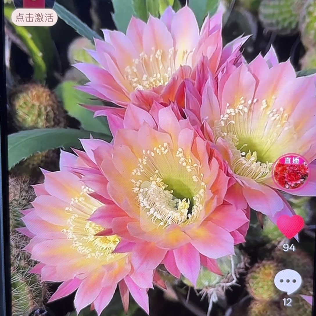 彩蝶彩侧牙20包邮仙人球20