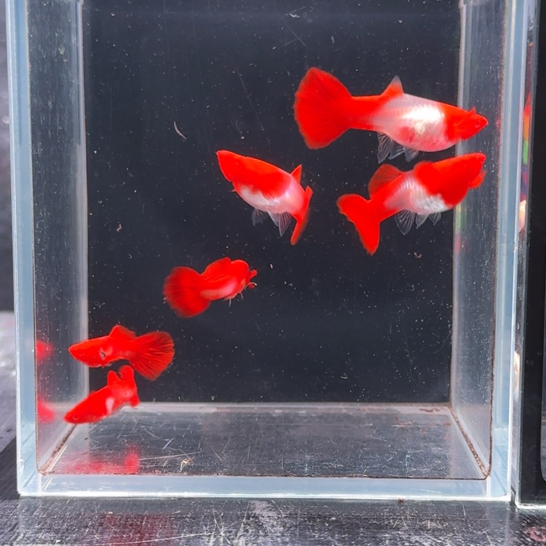 孔雀鱼清缸双分水3对