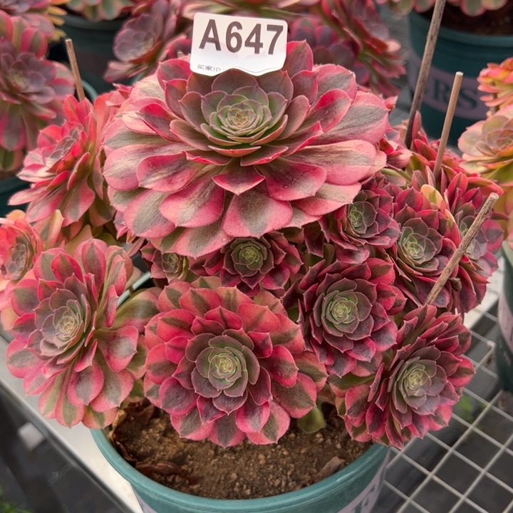 647雨荷23厘米左右