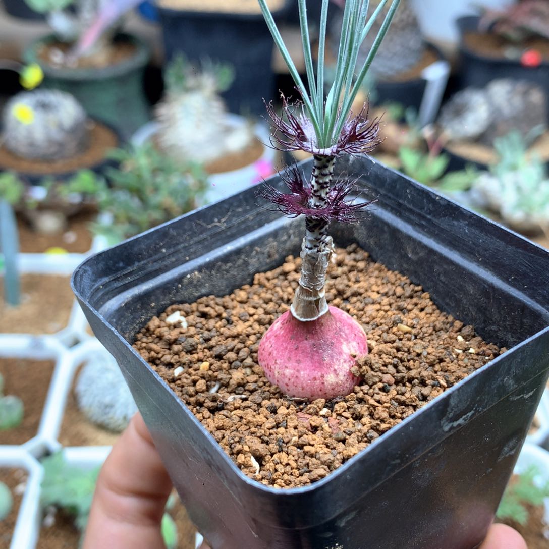 Gv弹簧草双花俏带盆2.1