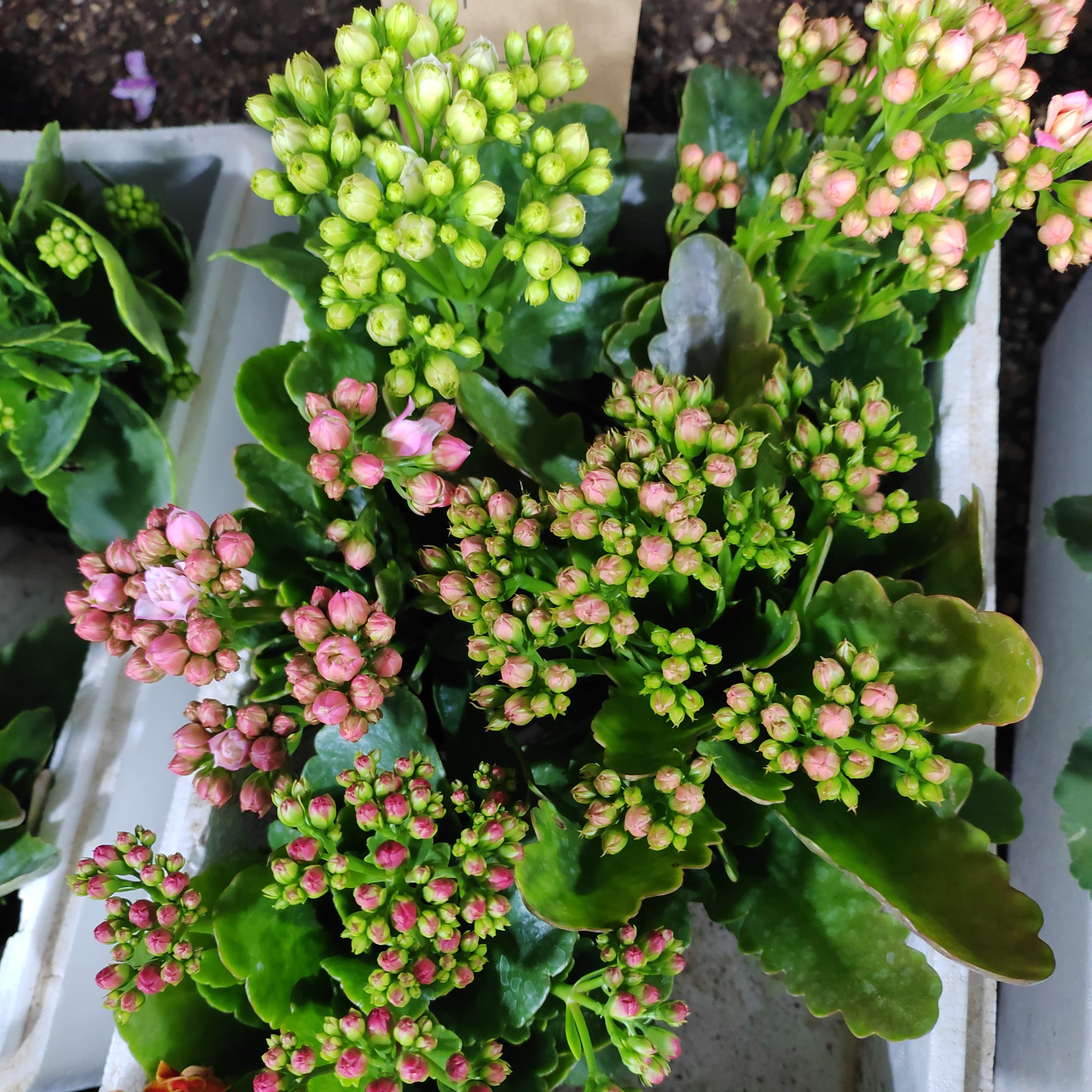 重瓣大花组合8号绿巴黎大鹏梦幻巴黎莱蕊紫卡帝11厘米盆5盆5色