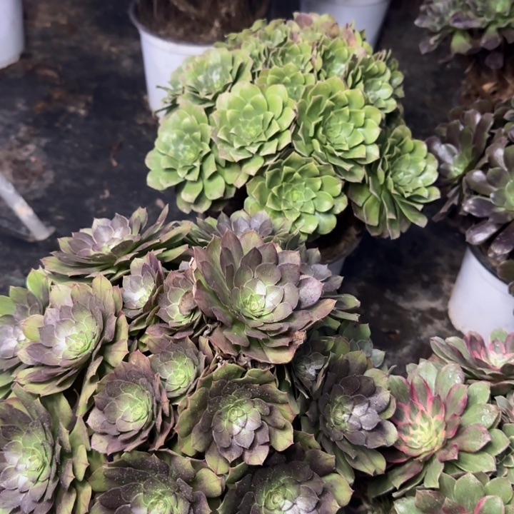 用****6共四颗。             