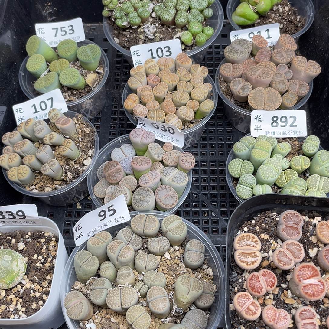 000000花花花花花花花