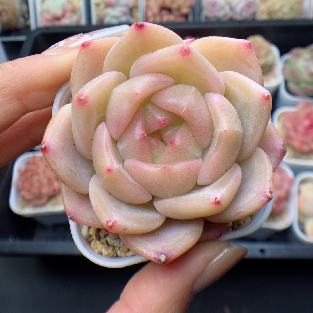 多肉植物。 糖心28