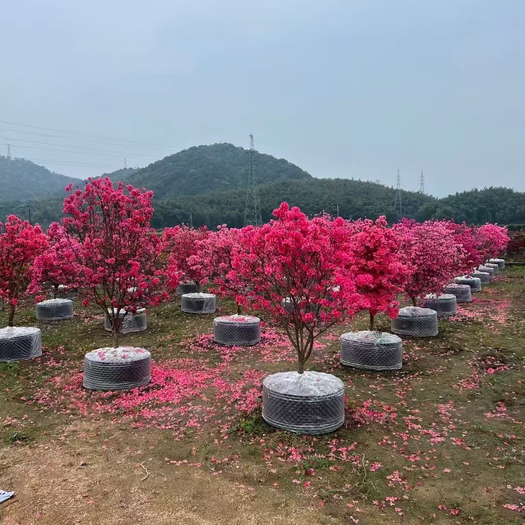 大别山映山红先花后叶 单杆 丛林