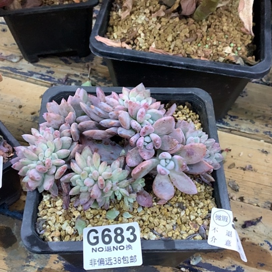 奥普琳娜缀化瑕疵528