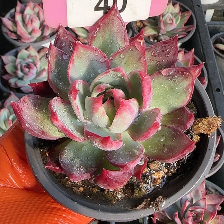 40 惊鸿仙子多肉植物6-9cm