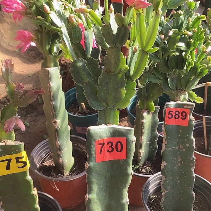 无花朵038/730号新疆不包邮