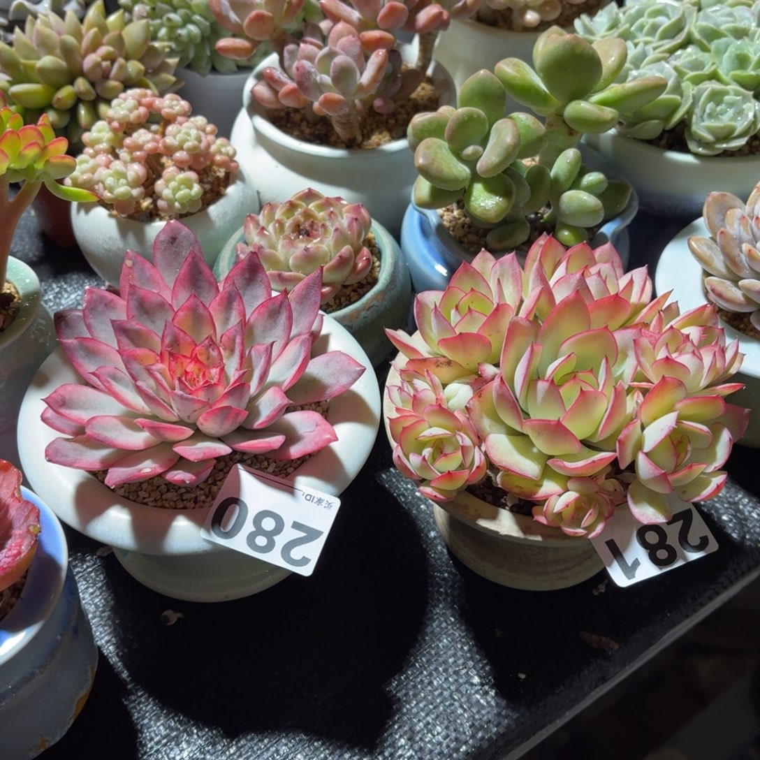 _***_月光女神锦280+牡丹亭281