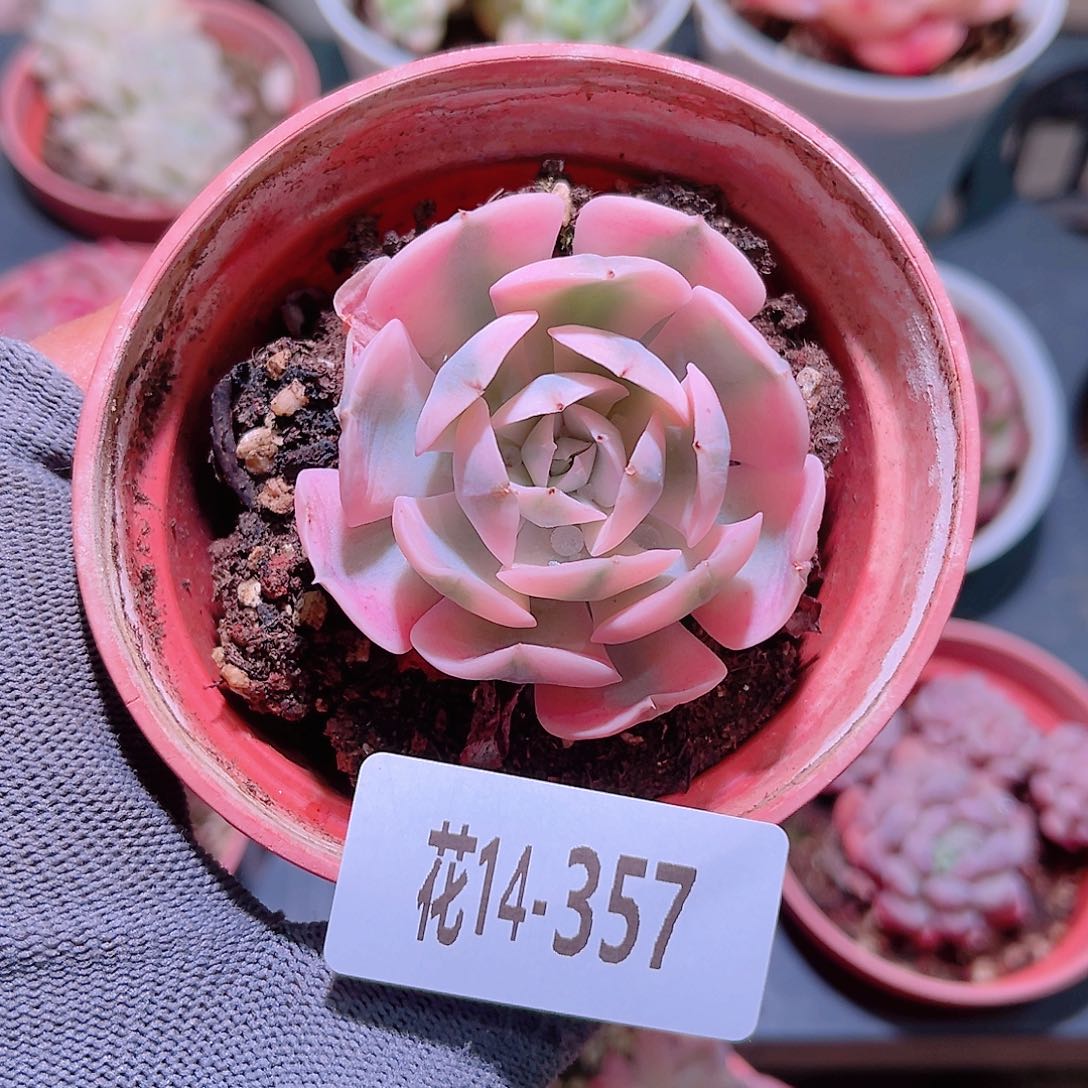 花14357鲁氏锦单头