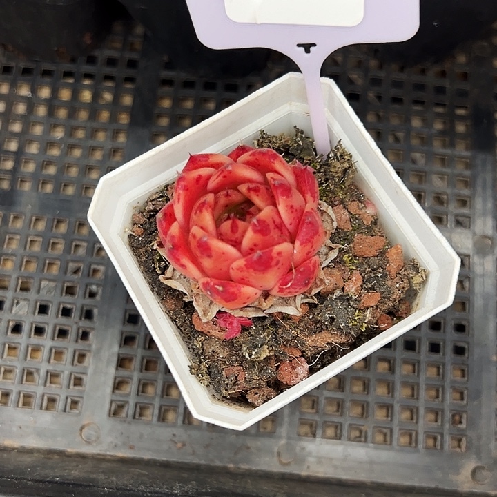 柿***意001号。   福利多多