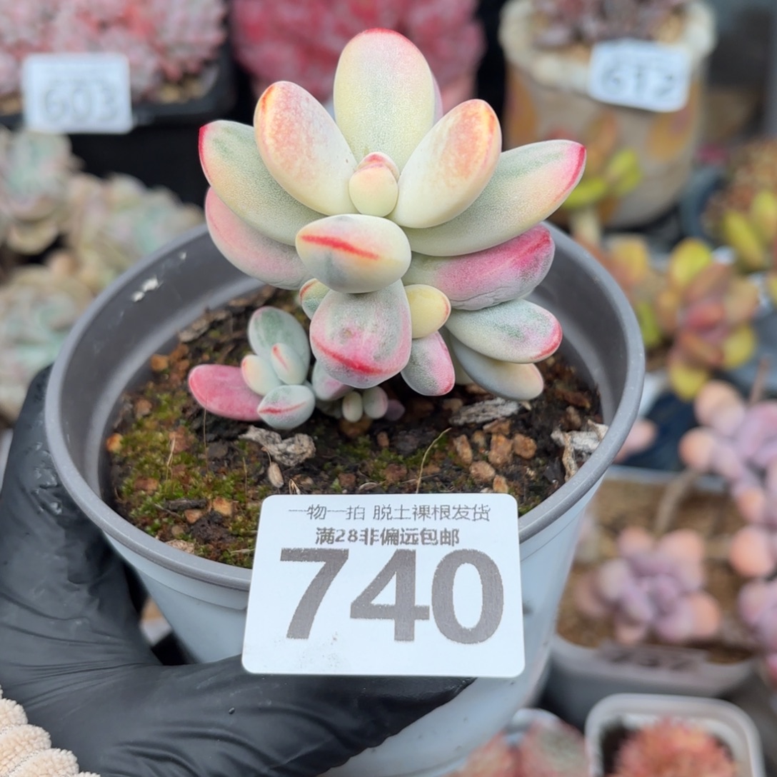 乒乓福娘锦无盆土发货