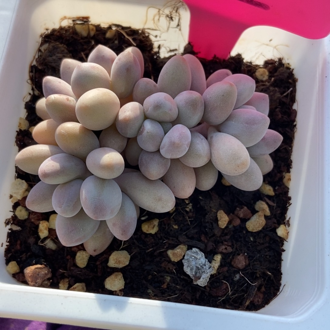 2粉色恋人多肉植物