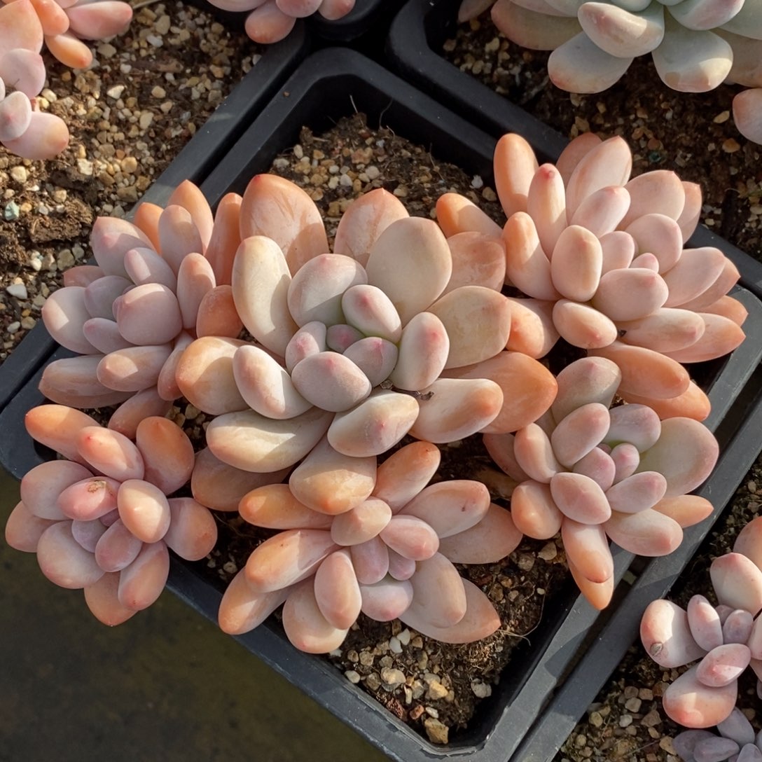 一物一拍多肉植物-香水