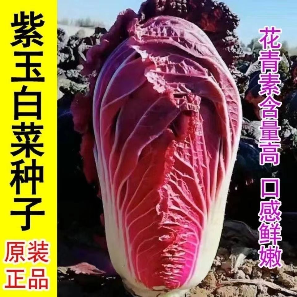 紫色大白菜种子高产紫白菜种子紫白菜紫白菜夏季蔬菜白菜种子