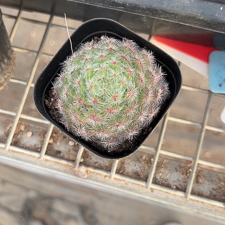 我也不知道我为什么要这样