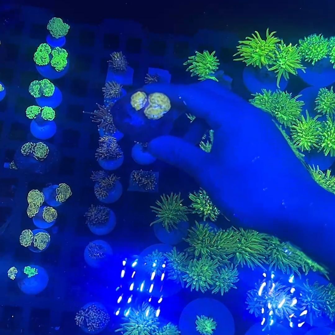 讲真老板的金豆豆榔头