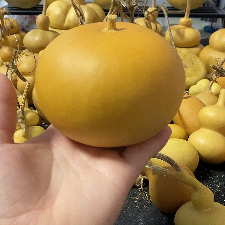 j***这葫芦的颜色很好看啊