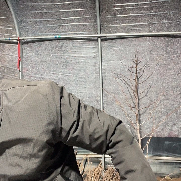 用***8蜜罐一物一拍树枝