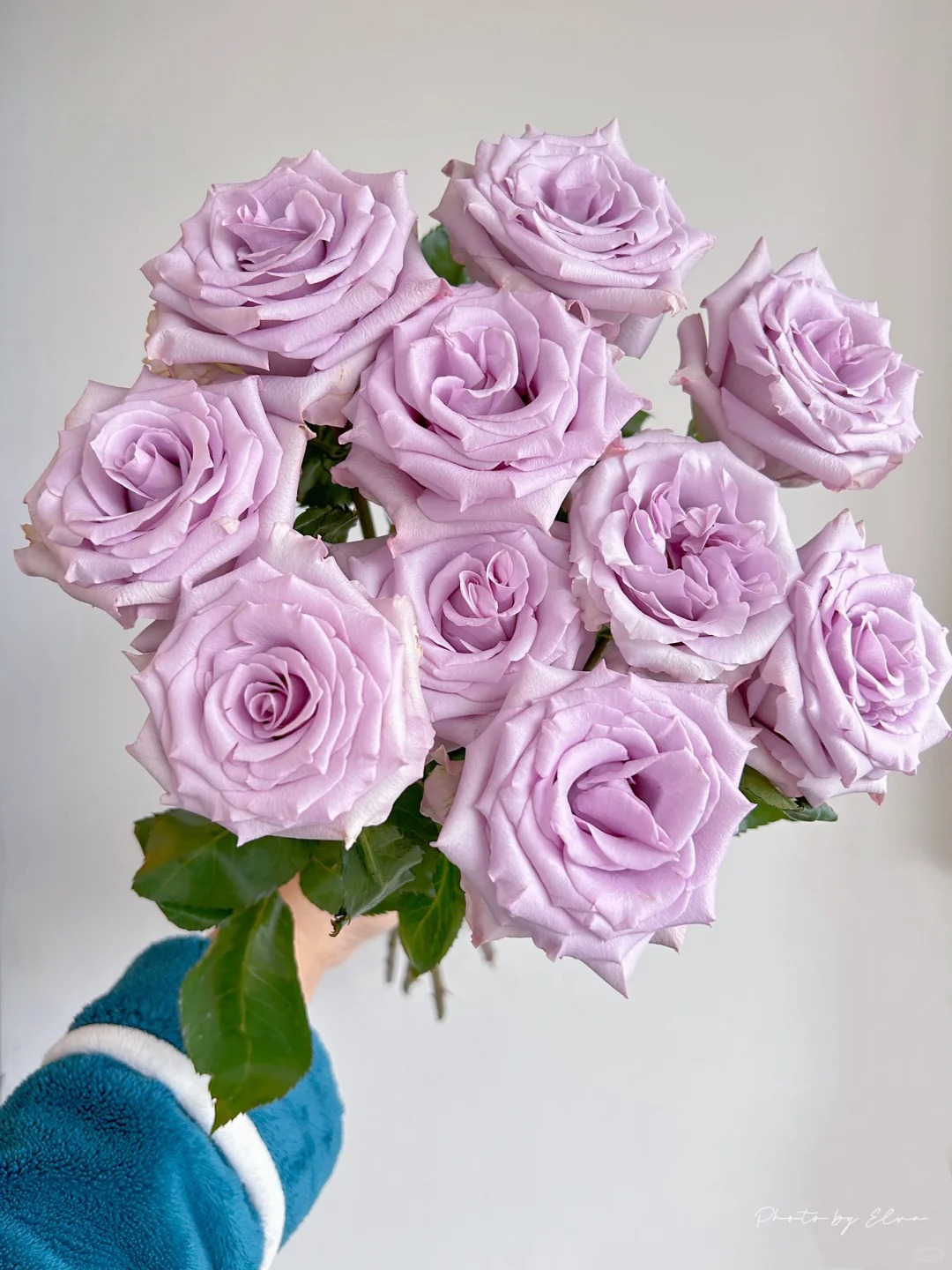 （蔓蔓）紫海洋之歌单头玫瑰15支+5支防损 1单包邮