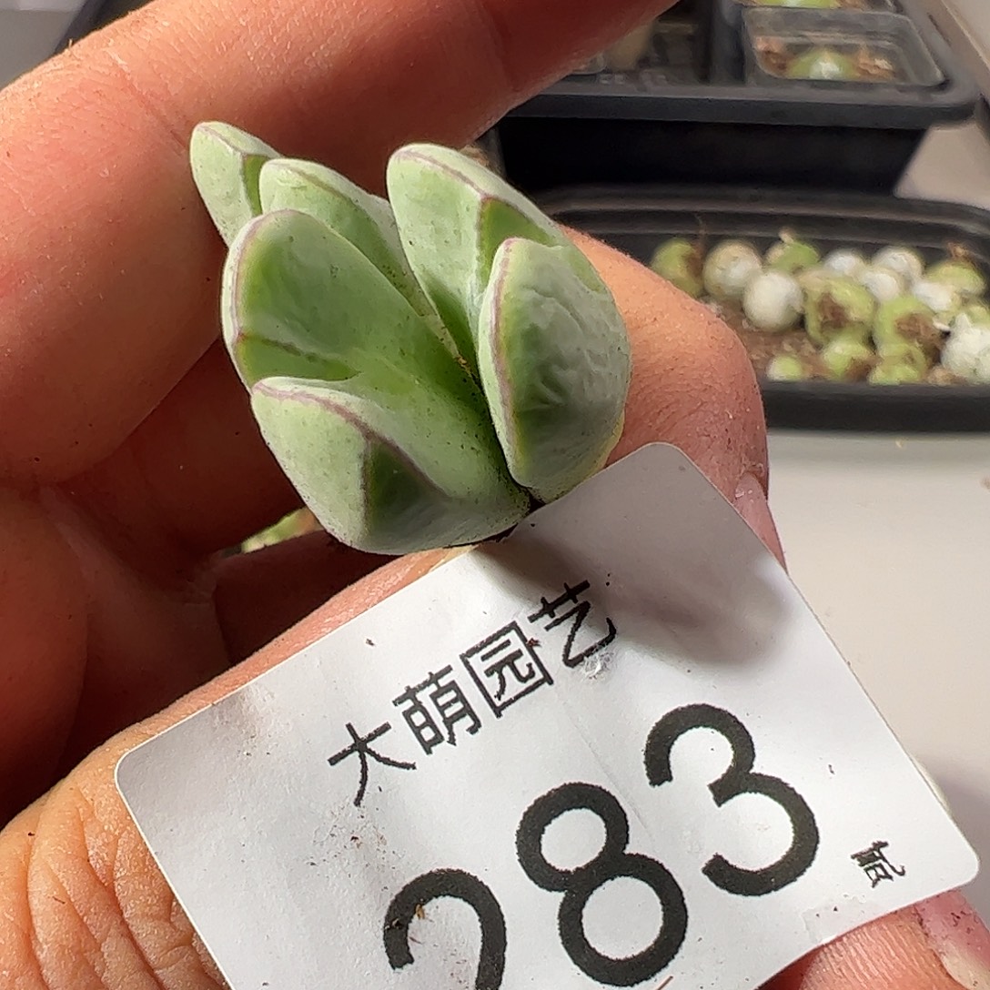 一物一拍。       283
