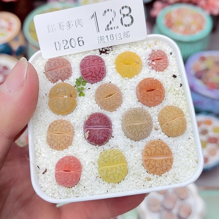 郎哥多肉生石花6-128