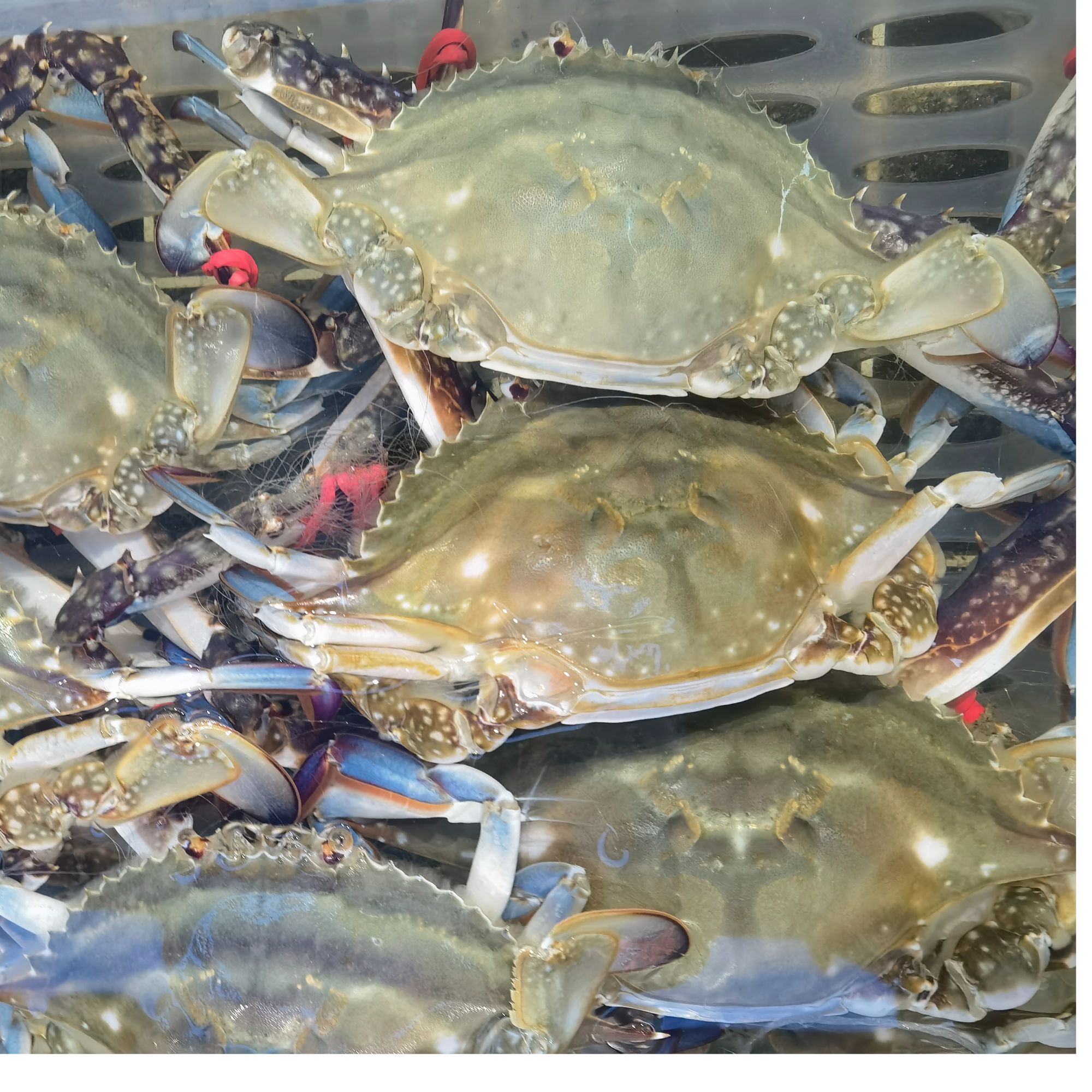 刚段氧 梭子蟹100元5斤没有售后